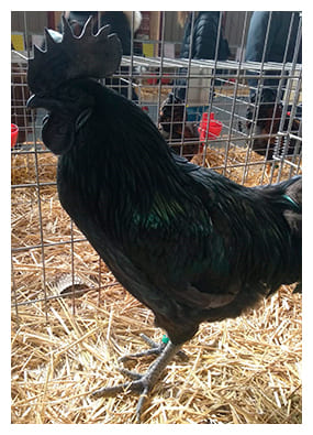Gallo Ayam Cenami